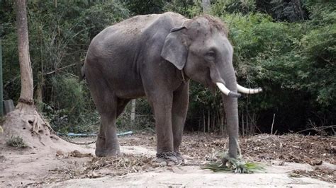 新华社评大象踩死人:把大象激怒你以为需要分几步|泰国|大象|游客_新浪新闻