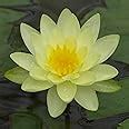 Indian Gardens – Peach Waterlily Live Plant | Hardy Aquatic Pond & Tub ...