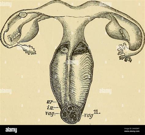 E bicornis hi-res stock photography and images - Alamy