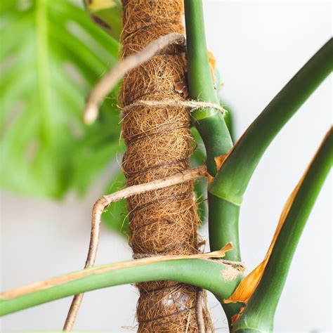 Monstera Plant Care: How to Care for Monstera Aerial Roots