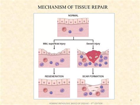 Repair and Regeneration.pptx