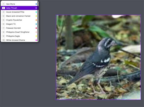 Image Classification Tutorial 的图像结果