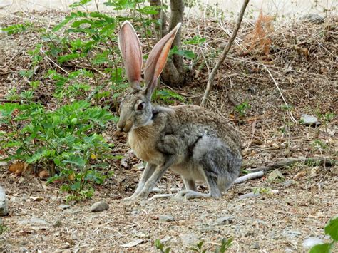 28 Different Types of Hares (With Pictures)