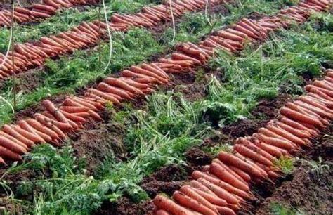 萝卜的种植方法是什么呢