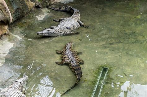 Image result for Intex Pool Setup Instructions