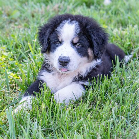 Meet Diggle! | Great bernese, Dog breeds, Breeds