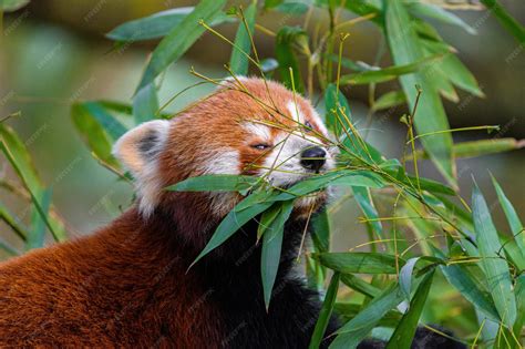 Young red pandas eating bamboo portrait of a panda eating bamboo ...