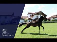 ausmalbilder pferde auf der koppel erstes mal mit dem neuen pferd auf der koppel geht das ausmalbilder pferde auf der koppel erstes mal mit dem neuen pferd auf der koppel geht das