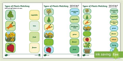Types of plants worksheet | Easy to print | Twinkl
