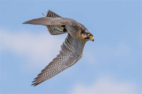 How Fast Can Falcons Fly