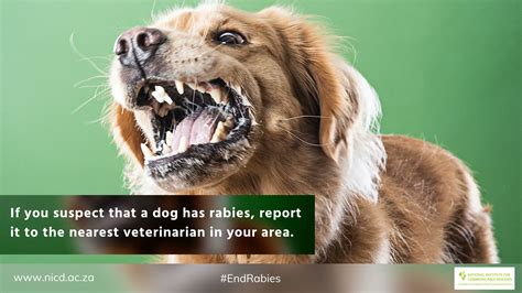 How Long Does It Take To Show Signs Of Rabies In A Dog