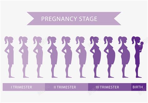 孕期孕妇和胎儿每周变化详情 - 知乎