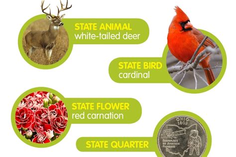 Ohio State Animal White Tailed Deer