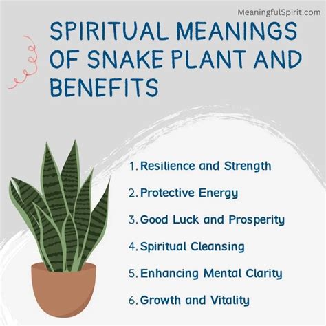 10 Spiritual Meanings of Snake Plant, Benefits & Symbolism - Meaningful ...