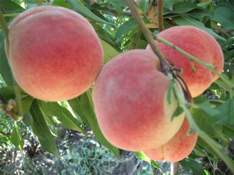 你只知道平谷大桃有名，知道大桃产业是如何发展起来的？_品种