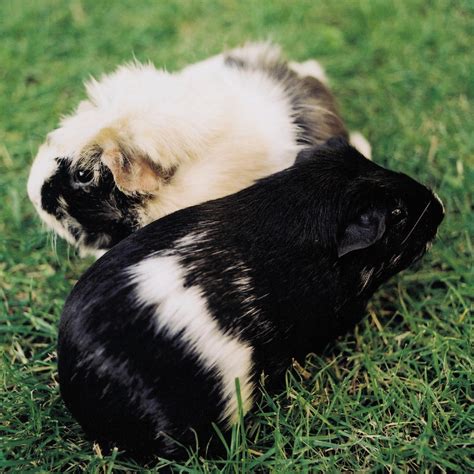 Does a Small Mammal Fit My Lifestyle? - FOUR PAWS International ...