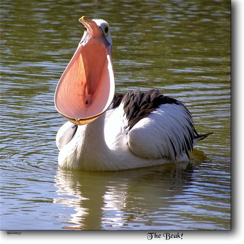 Symbolic Pelican Meaning and Pelican Totem on Whats-Your-Sign