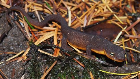 Definitive Guide To Rough-skinned Newt Facts, Habitat, Conservation ...