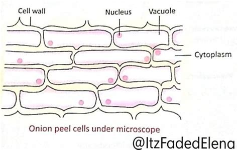 The main difference between human cheek cell and onion peel isa ...