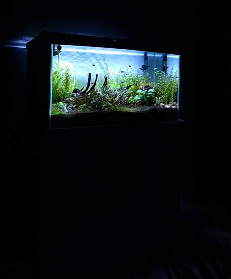Image result for Basic Setup Fish Tank