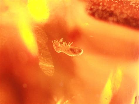 ≪原石祭り20%OFF≫【1点物】激レア！★FAファイナルグレード★極上品！超ビッグサイズ★透明度 圧縮なしの天然★古代の虫入り★コロンビア産 ...