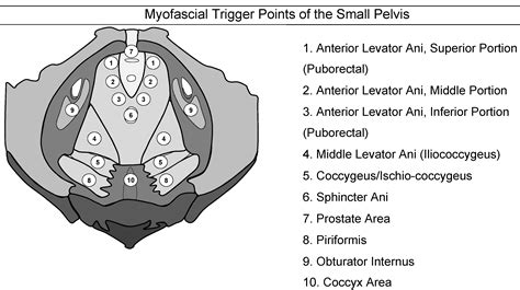 Comprehensive neuromuscular assessment of chronic pelvic pain ...