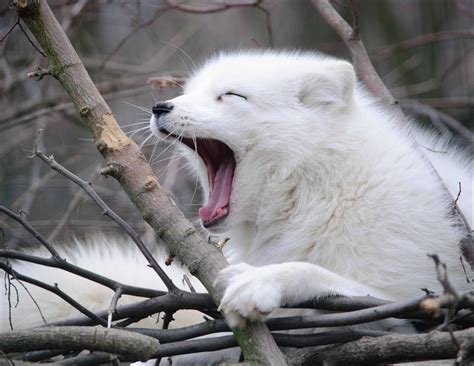Arctic Fox Animal Facts | Vulpes lagopus | AZ Animals