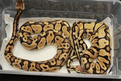 Image result for Axanthic Ball Python Morphs