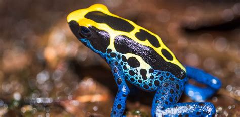 Blue Dart Frog