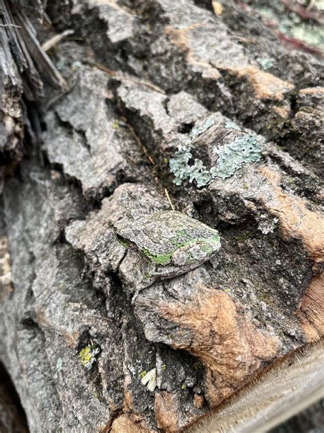 Camouflage : r/frogs
