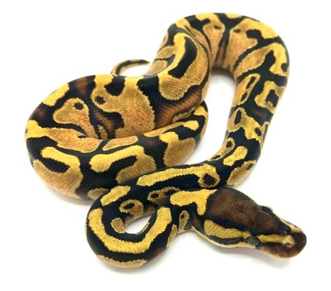 Image result for Asphalt Spider Ball Python