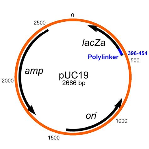 Plasmid Vector 的图像结果
