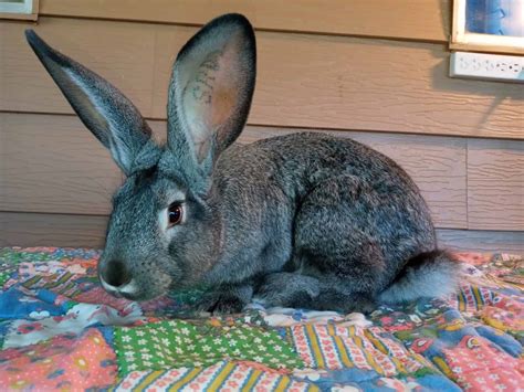 Blue Flemish Giant Rabbit