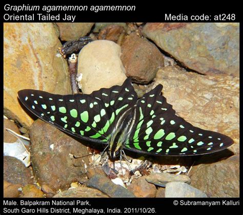 Graphium agamemnon | Butterfly