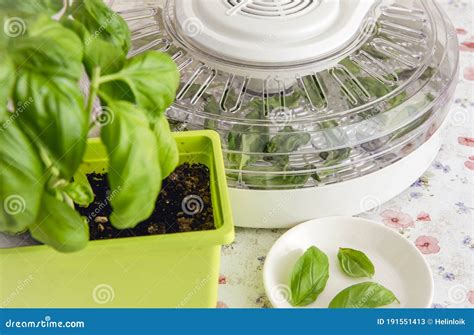 Drying Using Electrical Dehydrator Machine for Drying Food and Herbs at ...