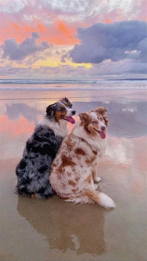 Very cute dogs – Artofit