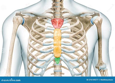 Xiphoid Process Definition Pain Lump On Sternum