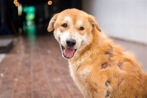 Cushing’s Disease in Dogs: Symptoms, Diagnosis & Treatment Guide ...
