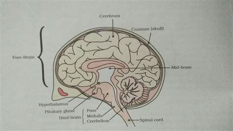Write three main divisions of human brain and their components - Brainly.in