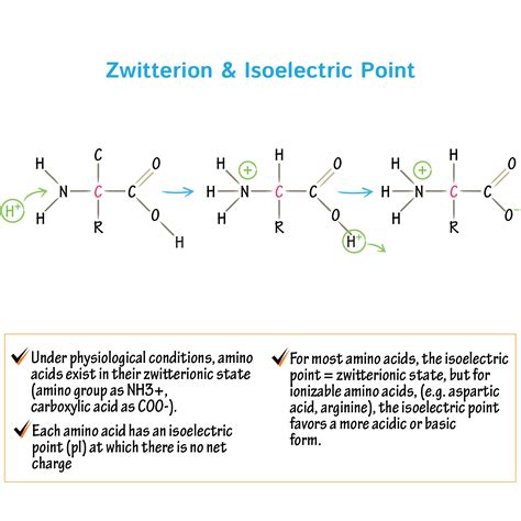 What Is Isoelectric Point