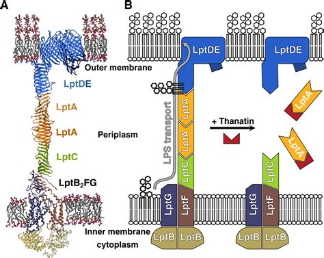 Classifications Of Antibiotics Molecular Mechanisms Of Antimicrobial