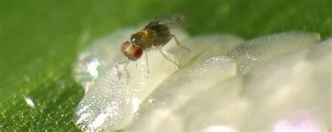 Maiszünsler-Bekämpfung: So werden Trichogramma produziert | agrarheute.com