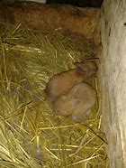 Image result for Baby Bunnies in Cups