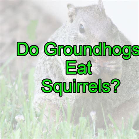 Do Groundhogs Eat Squirrels? – Outlife Expert