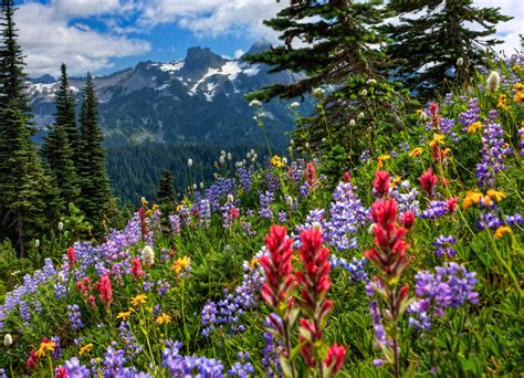 [100+] Wild Flower In Meadows Wallpapers | Wallpapers.com