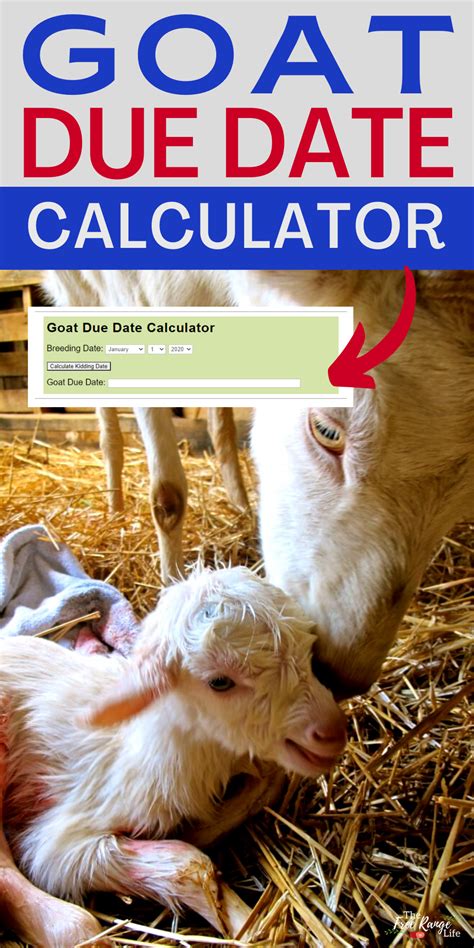 Plan Ahead: Calculate Your Goat's Due Date with our Gestation Calculator