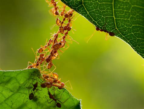 Understanding the Role of Ants in Your Garden Ecosystem