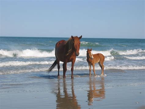 Wild Spanish Horses on North Carolina Outer Banks | Horses, Beautiful ...