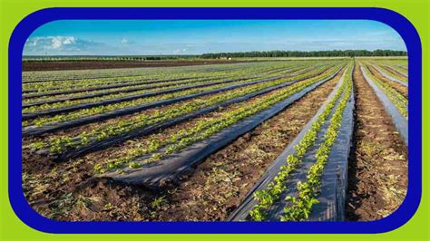 Benefits Of Mulching : వ్యవసాయ సాగులో మల్చింగ్ ప్రాధాన్యత, కలిగే లాభాలు ...