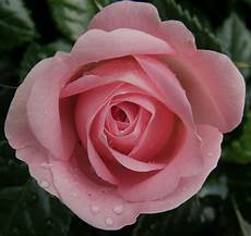 fiore la rosa linguaggio dei fiori rosa e poesia fiore la rosa linguaggio dei fiori rosa e poesia